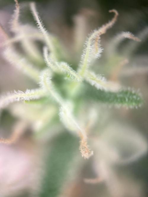 Gorilla Cookies Auto. Week 11