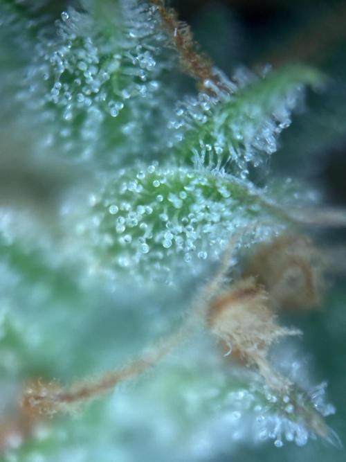 Gorilla Cookies Auto. Week 11