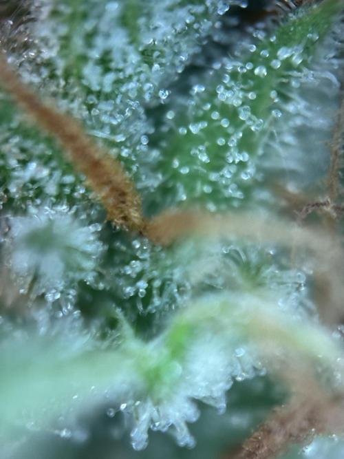 Gorilla Cookies Auto. Week 11