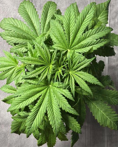 Banana Purple Punch. Week 4 - Middle of the week.