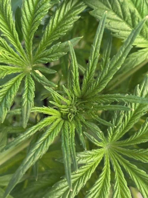 Banana Purple Punch. Week 4 - Middle of the week.