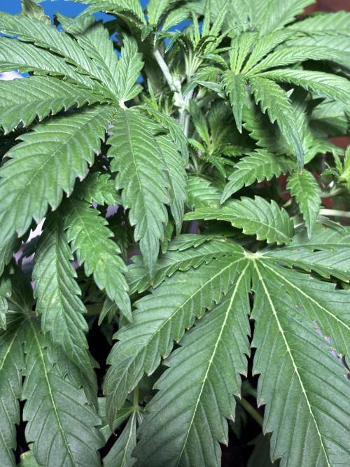 Banana Purple Punch. Week 4 - Middle of the week.