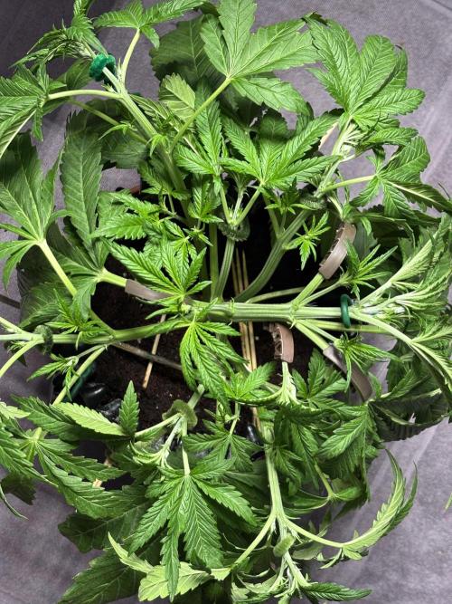 Banana Purple Punch. Week 4 - LST
Middle of the week.