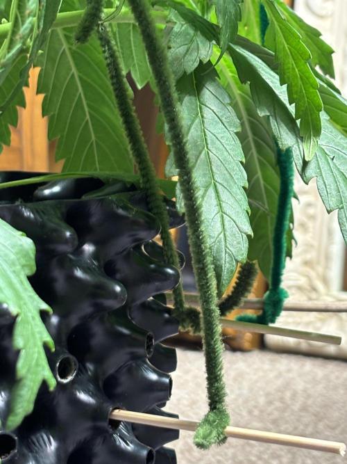 Banana Purple Punch. Week 4 - LST
Middle of the week.