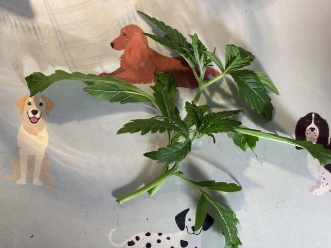 Banana Purple Punch. Week 4