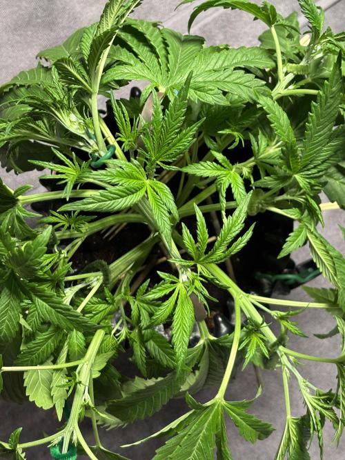 Banana Purple Punch. Week 4 - LST
Middle of the week.