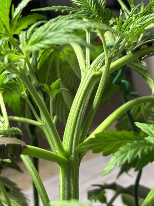 Banana Purple Punch. Week 4 - LST
Middle of the week.