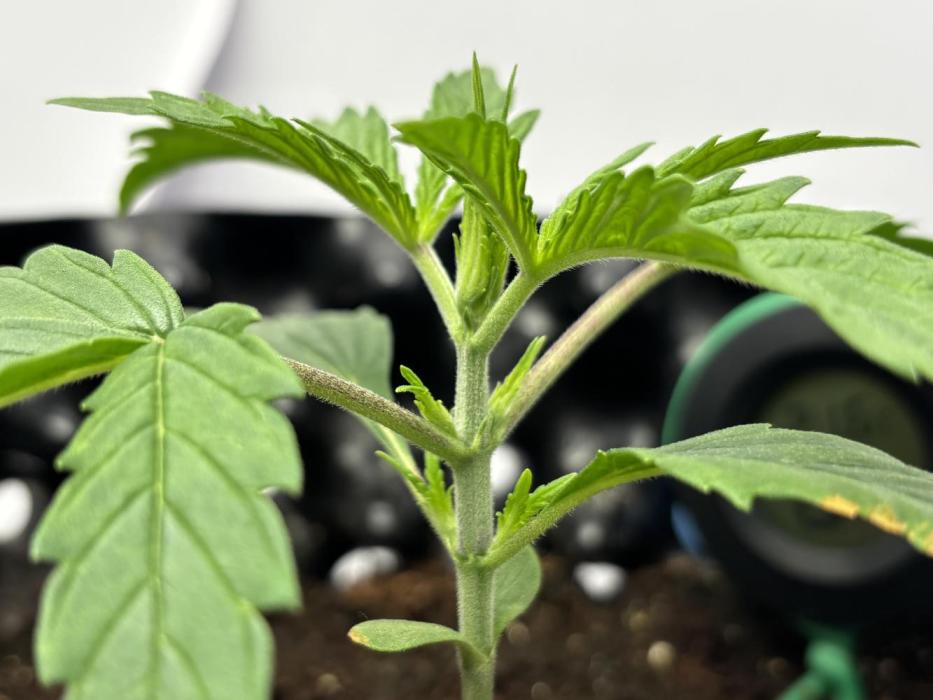 Sour Jealousy Auto. Week 3