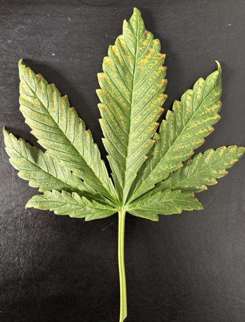 Banana Purple Punch. Week 5