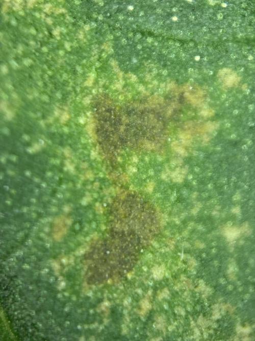 Banana Purple Punch. Week 5