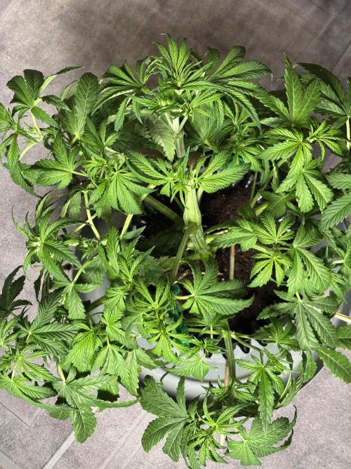 Banana Purple Punch. Week 5