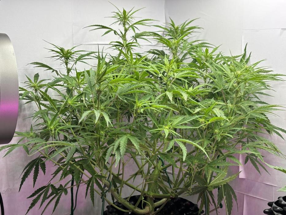 Original Moby Dick Auto. Week 6 - Takes up half the grow space.