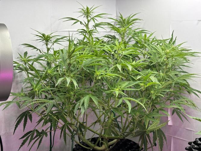 Original Moby Dick Auto. Week 6 - Takes up half the grow space.