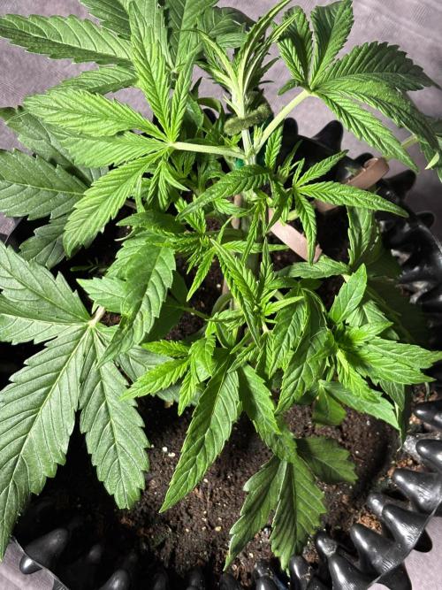 Sour Jealousy Auto. Week 4