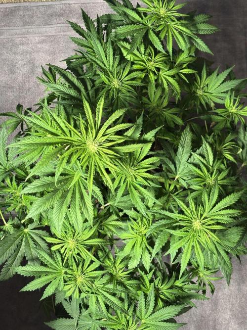 Banana Purple Punch. Week 6