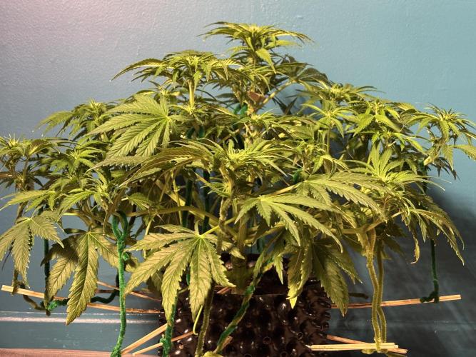 Banana Purple Punch. Week 6