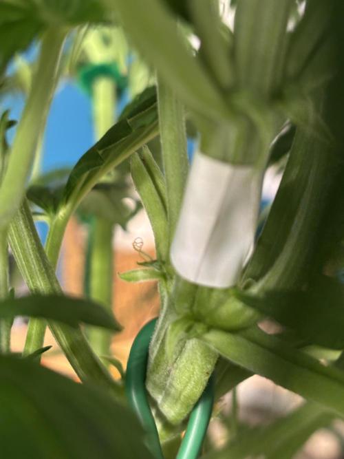 Banana Purple Punch. Week 6 - Careless LST.