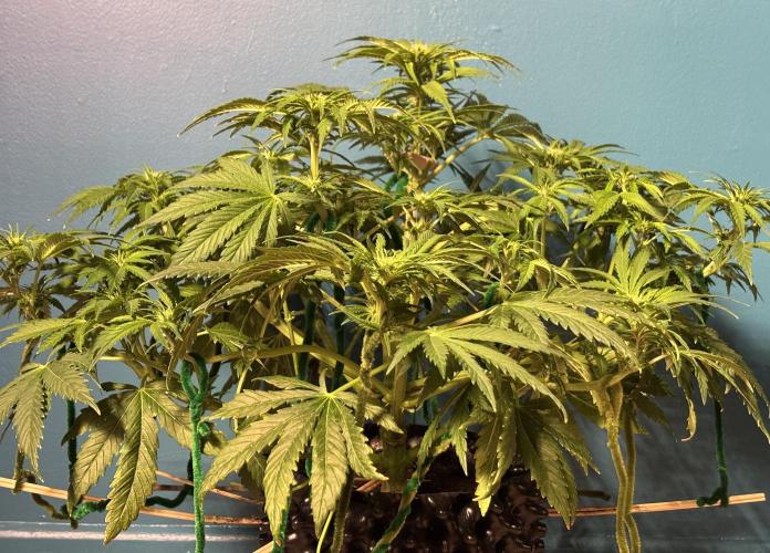 Banana Purple Punch. Week 6