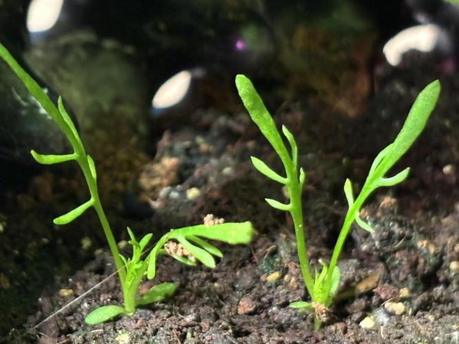 Sour Jealousy Auto. Week 4 - Mayflowers.