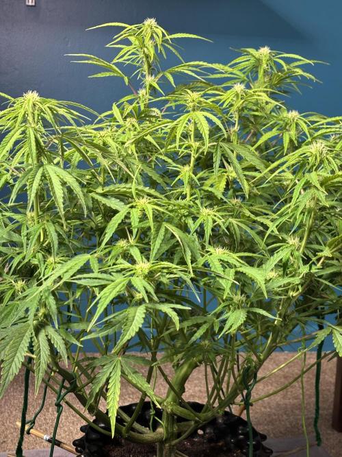 Original Moby Dick Auto. Week 6 - End of the week. 