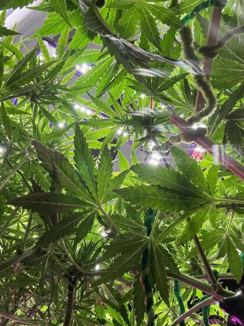 Banana Purple Punch. Week 7