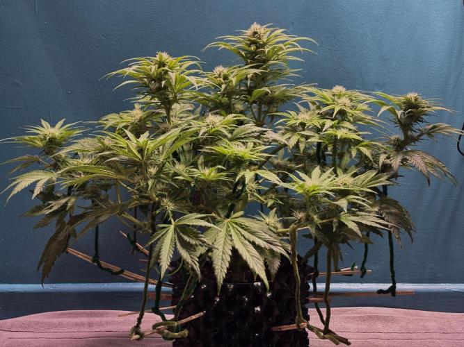 Banana Purple Punch. Week 7