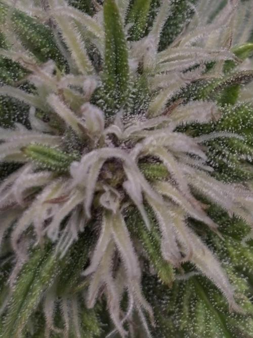 Banana Purple Punch. Week 7