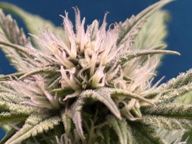 Banana Purple Punch. Week 7