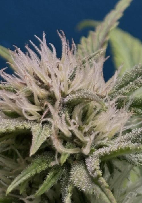 Banana Purple Punch. Week 7