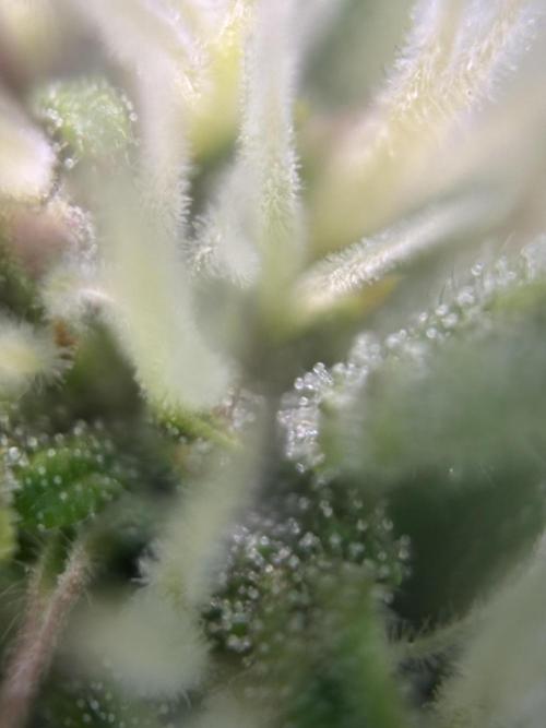 Banana Purple Punch. Week 7