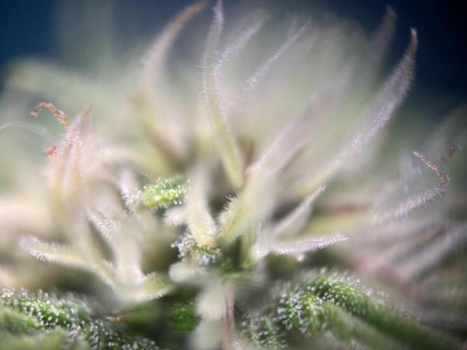 Banana Purple Punch. Week 7