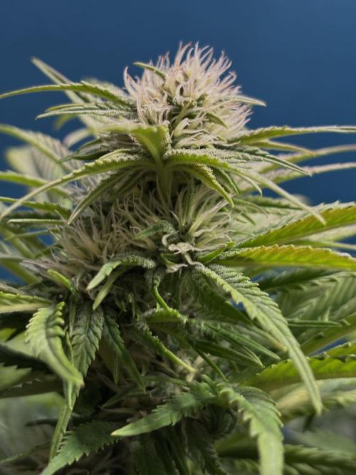 Banana Purple Punch. Week 7