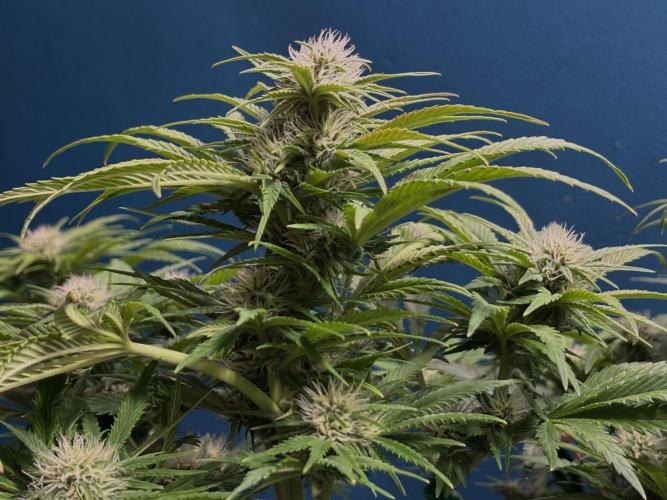 Banana Purple Punch. Week 7