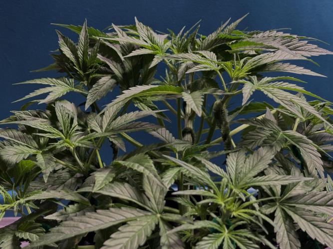 Sour Jealousy Auto. Week 5 - Day 31
Just look at her and admire — she likes that.