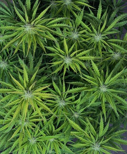 Original Moby Dick Auto. Week 7