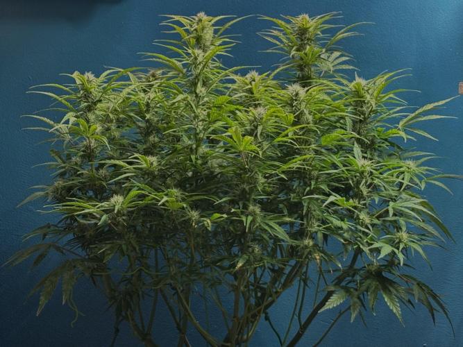 Original Moby Dick Auto. Week 7