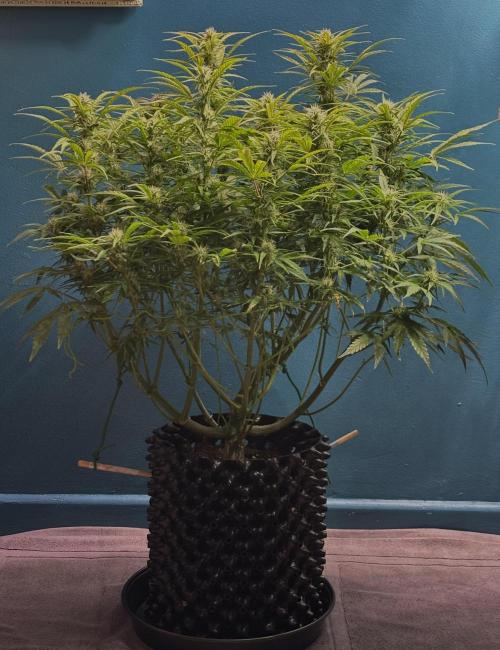 Original Moby Dick Auto. Week 7 - Tall & proud.