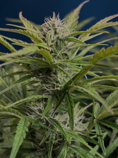 Original Moby Dick Auto. Week 7