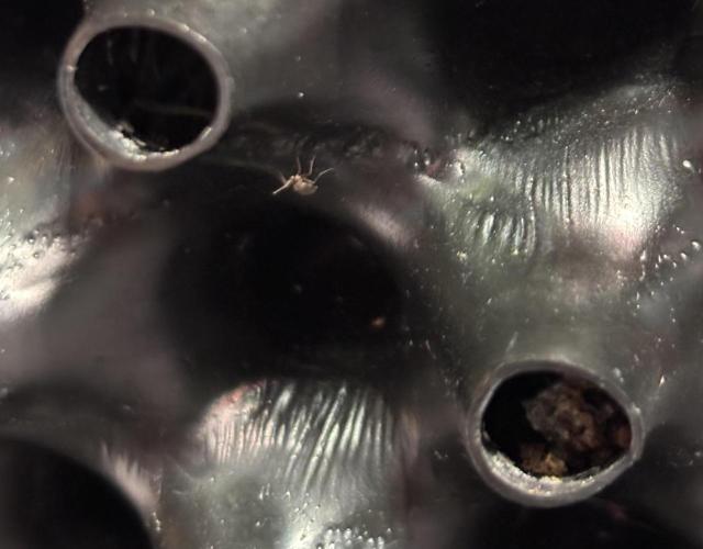 Original Moby Dick Auto. Week 7 - Gnats gather around her.