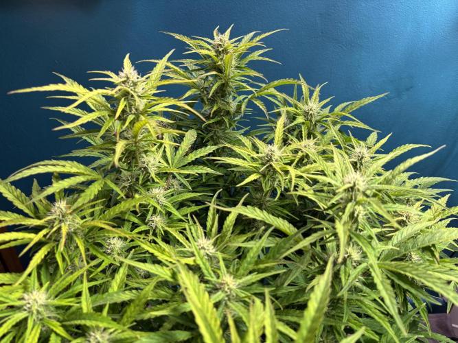 Original Moby Dick Auto. Week 7