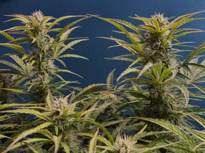 Original Moby Dick Auto. Week 7