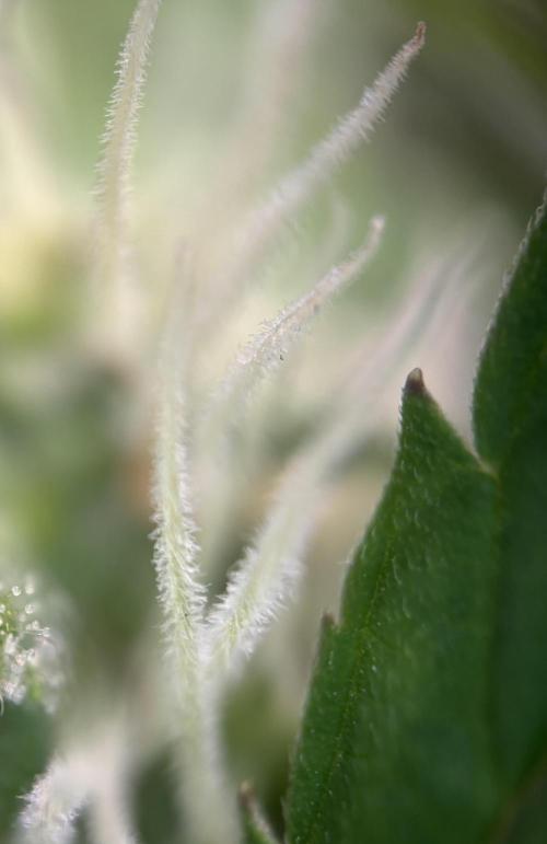 Original Moby Dick Auto. Week 7