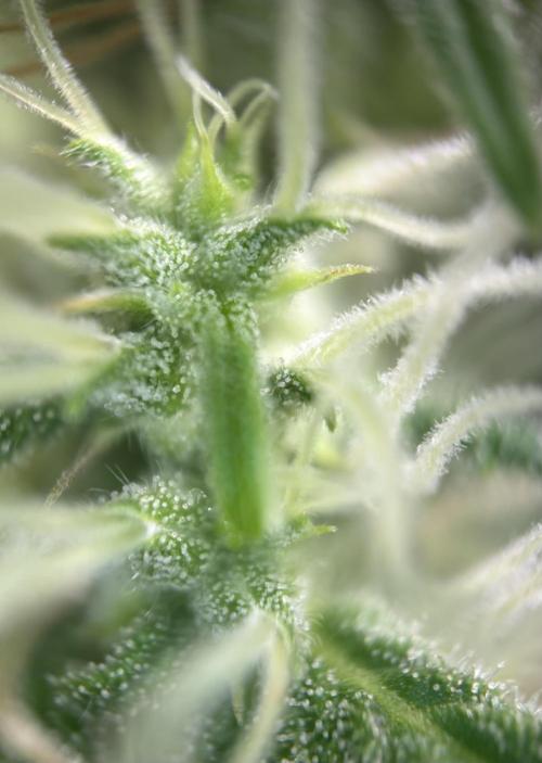 Original Moby Dick Auto. Week 7