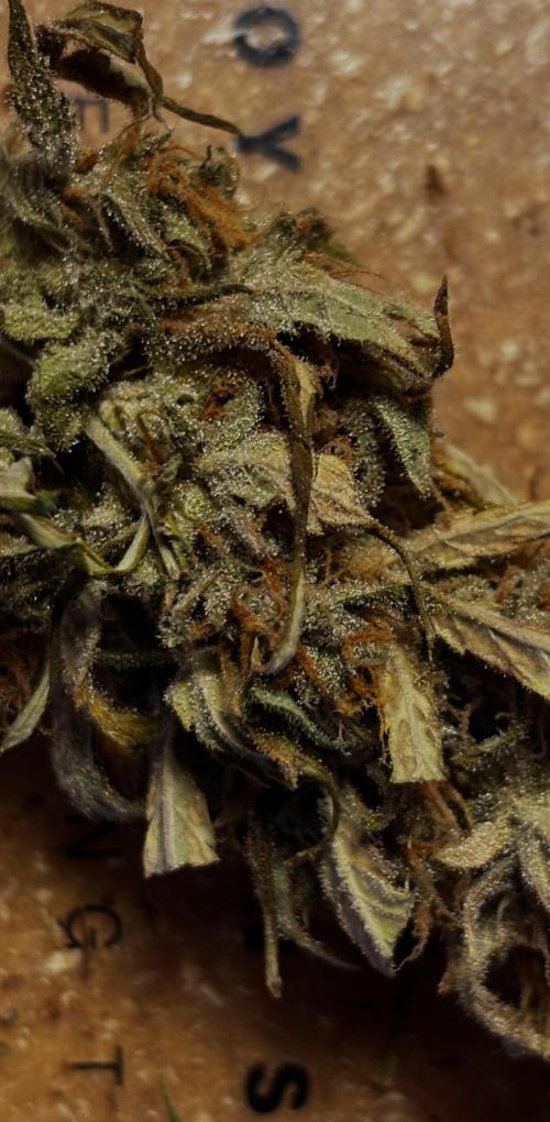 Gorilla Cookies Auto. Week 11 - Just look at her — she has fulfilled her purpose.