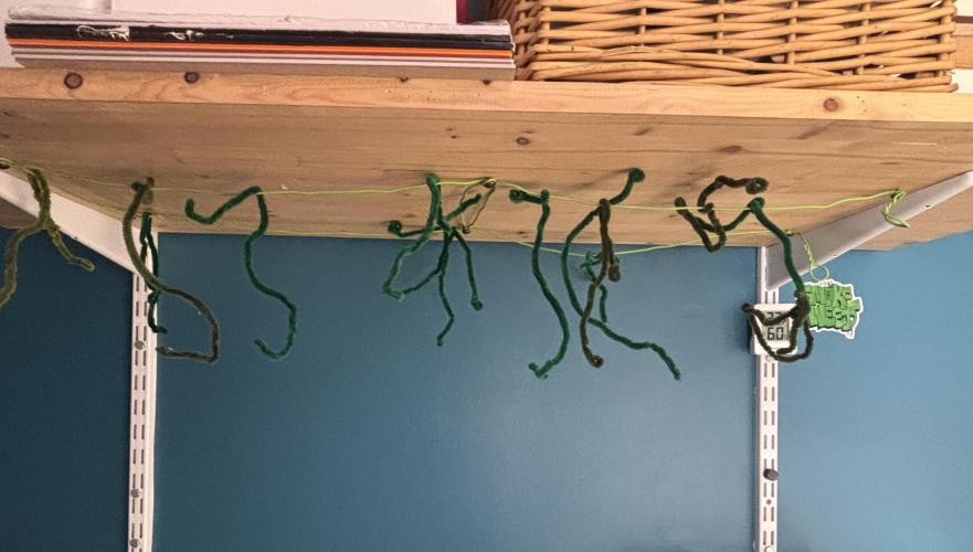 Gorilla Cookies Auto. Week 11 - This is the only pic I have of the harvest weigh-in.