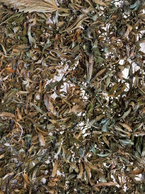 Gorilla Cookies Auto. Week 11 - It was decarboxylated then...