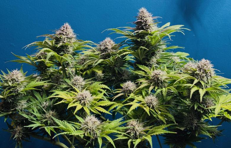 Banana Purple Punch. Week 8