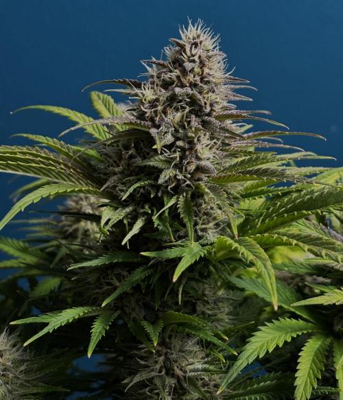 Banana Purple Punch. Week 8