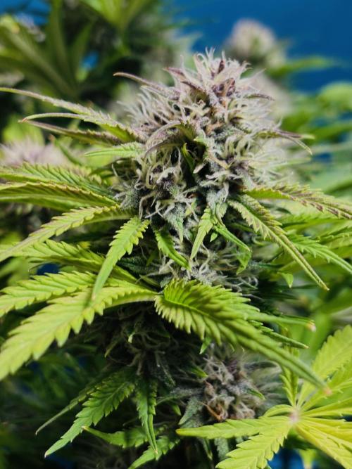 Banana Purple Punch. Week 8