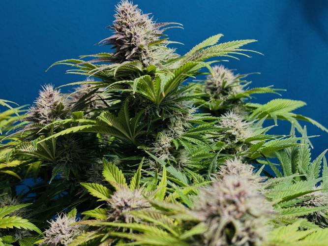 Banana Purple Punch. Week 8